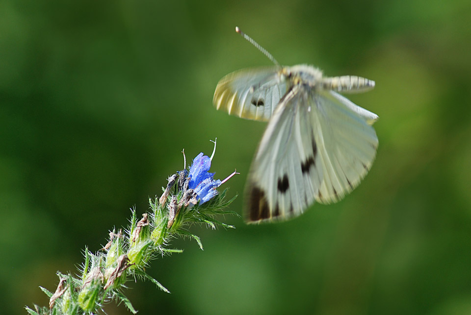 Pieris...sp?